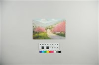 藏品(日治明信片：霧社埔里風光彩色明信片－櫻花盛開的霧社)的圖片